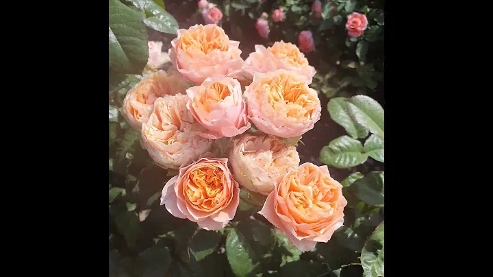 EDROSES/Роза   🌹  Ноттинг Хилл (Notting Hill®),   Jan Spek Rozen B.V., Голландия.