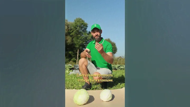 Капуста будет свежей до весны! Все кочаны крепкие и сочные при таком способе хранения