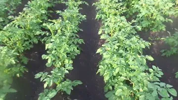 Обработка картофеля опрыскивателем против колорадского жука. Когда обрабатывать.