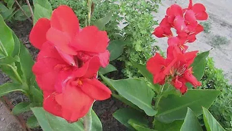 КАННЫ ИНДИЙСКИЕ или садовые. Выращивание, уход, использование в дизайне
