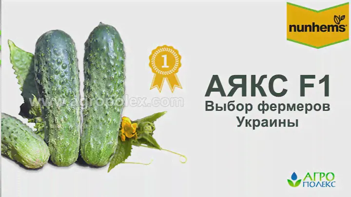 Огурец Аякс - ваша гарантированная прибыль