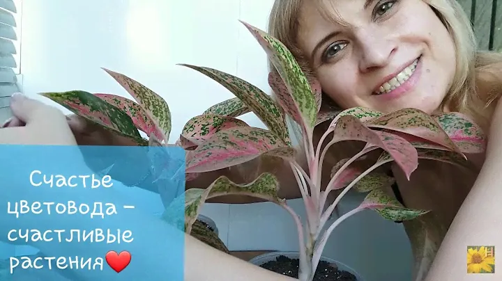 Комнатные растения🌱Аглаонема Просперити (Престиж)🌸Пересадка, разделение растений, состав грунта.