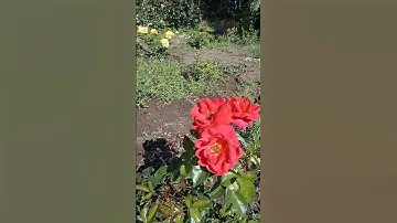 роза"хот шоколад"