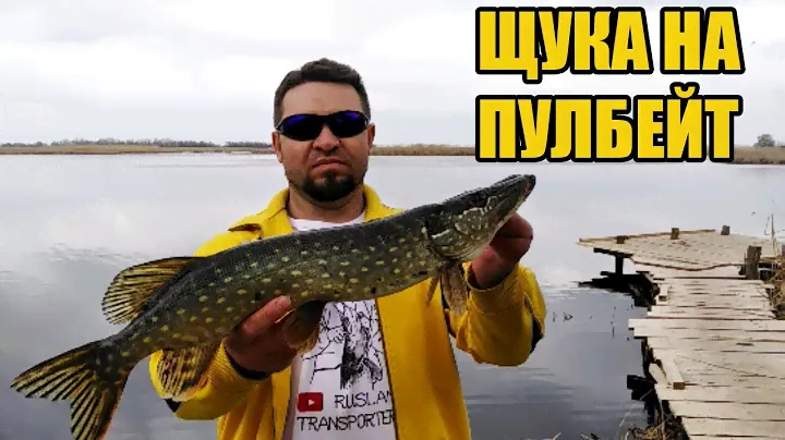 Щука на пулбейт Salmo Fatso 10s весной
