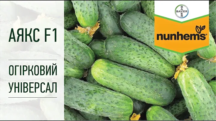Аякс F1 - огірковий універсал.