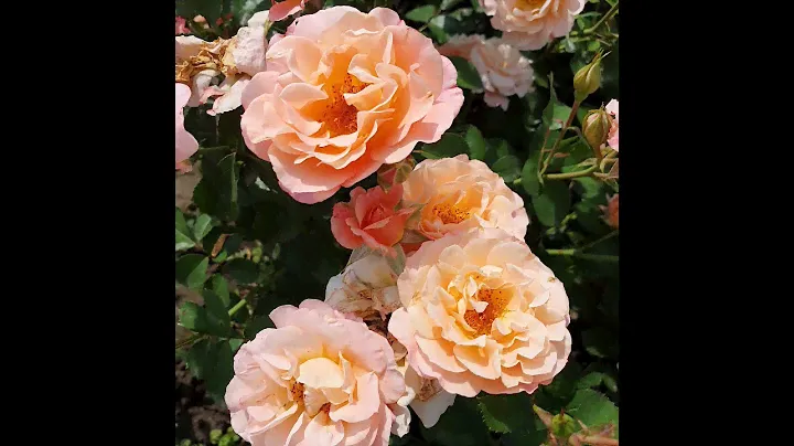 EDROSES/Роза 🌹 Кубана ( Cubana ,Korpatetof , Merry Maker) , Kordes Германия, 2001