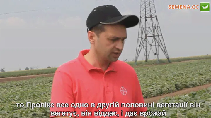 Проликс F1 Огурец день поля 04.08.2016 Bayer Nunhems