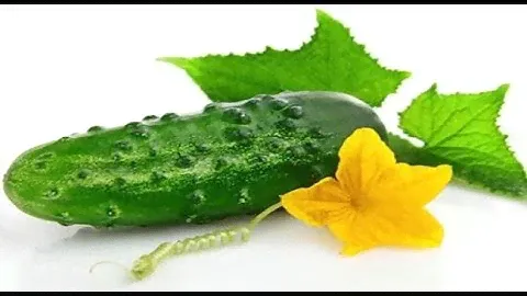 ОГУРЕЦ сорта АЯКС.